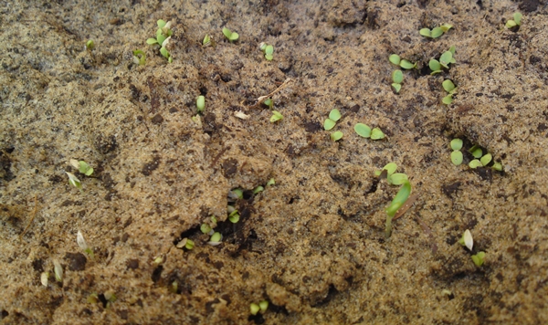 Lettuce seedlings